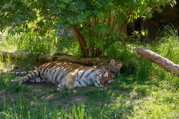Dos Tigres Durmiendo Descansando Sombra Las Plantas — Foto de Stock