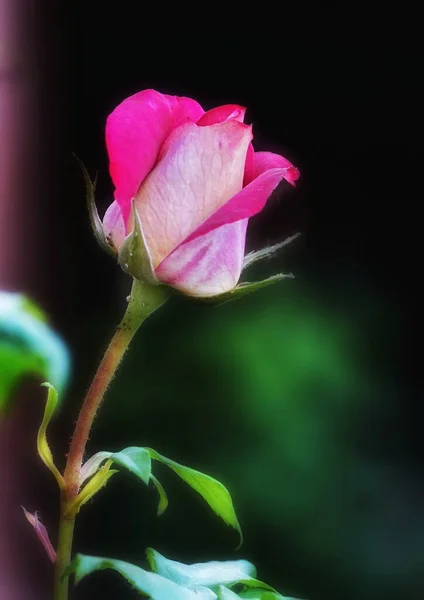 在绿地里一缕盛开的粉红色玫瑰的垂直拍 — 图库照片