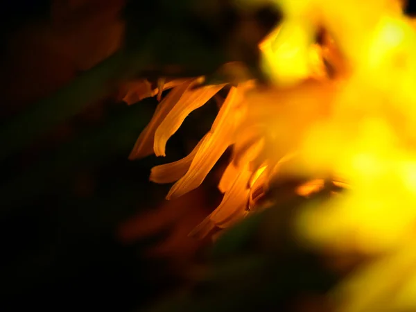 Een Close Shot Van Gele Paardebloemen — Stockfoto