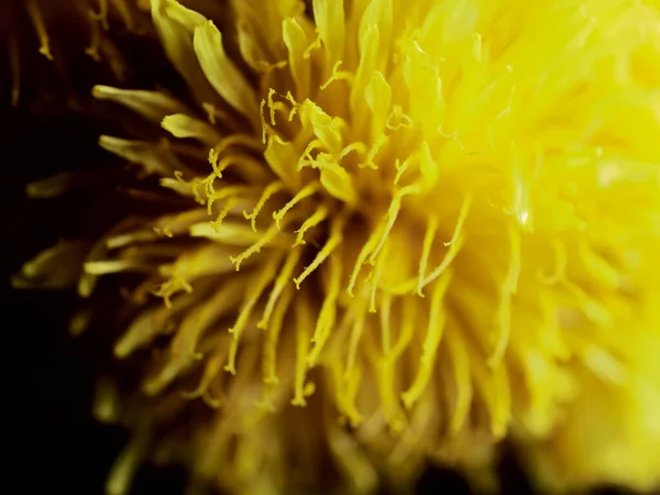 Closeup Shot Yellow Dandelions — Stock Photo, Image