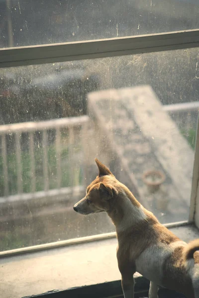 Plan Vertical Chien Regardant Par Fenêtre Jour Pluie — Photo