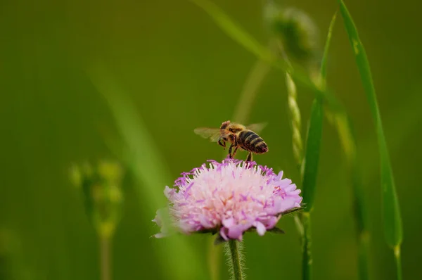 Медовая Пчела Покидает Поле Покрытое Чесоткой Цветущем Лугу Покрытый Розовой — стоковое фото