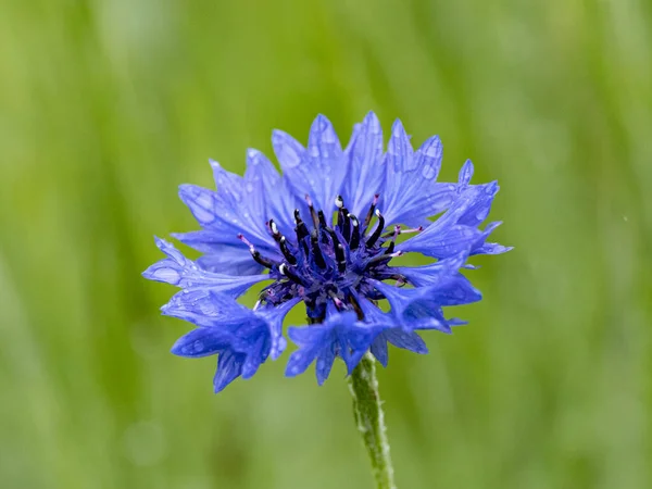 Beautiful Shot Cornflower Centaurea Cyanus Blurred Grass Background — Stock Photo, Image