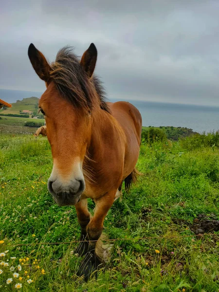 Colpo Verticale Adorabile Cavallo Bruno Sulla Baia Una Giornata Nuvolosa — Foto Stock