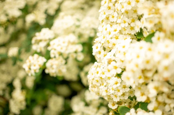 Closeup Shot White Spirea Flowers — Stock Photo, Image