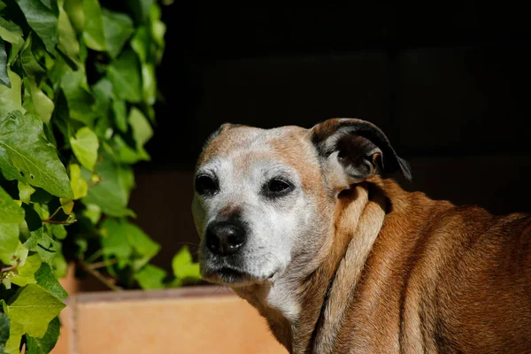 Şirin Bir Köpeğin Yakın Plan Fotoğrafı — Stok fotoğraf