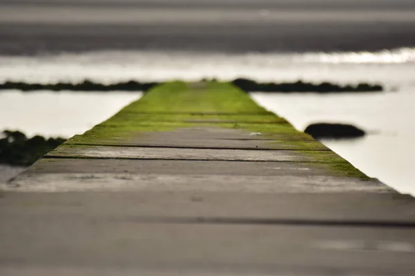 Деревянный Пирс Море Покрытый Зеленым Мхом — стоковое фото