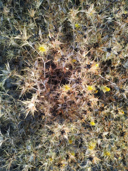 Egy Közelkép Kaktuszokról — Stock Fotó