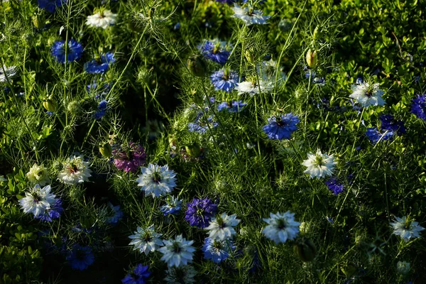 Eine Nahaufnahme Von Blühenden Bunten Blumen Grünen — Stockfoto