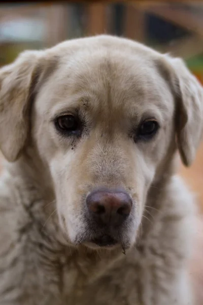 Gros Plan Chien Blanc — Photo