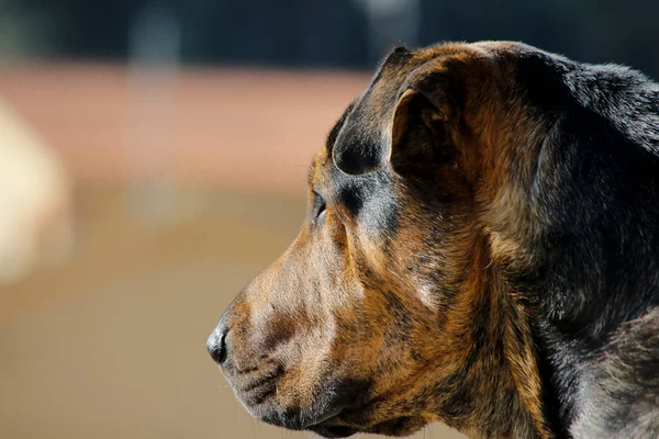 Şirin Bir Köpeğin Yakın Plan Fotoğrafı — Stok fotoğraf
