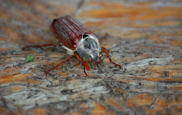 Macro Shot May Beetle Wooden Surface — Stock Photo, Image