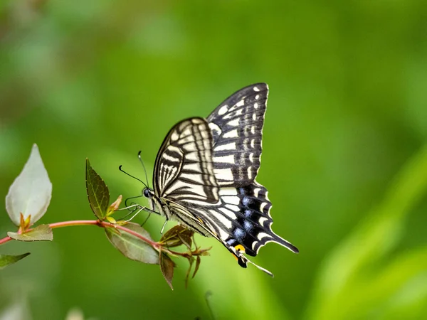 Крупный План Красивой Китайской Желтой Ласточки Papilio Xuthus Бабочки Сидящей — стоковое фото