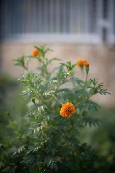 Pionowe Zbliżenie Strzał Pomarańczowy Marigold Kwiaty — Zdjęcie stockowe