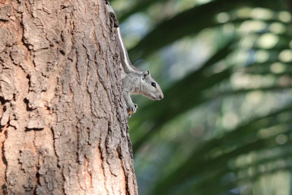 Portrait Adorable Gray Chipmunk Tree Trunk Wildlife — Stock Photo, Image