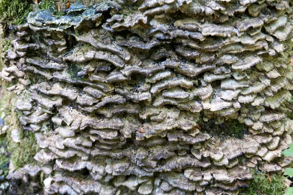 Primo Piano Albero Invecchiato Ricoperto Funghi Selvatici Della Foresta — Foto Stock