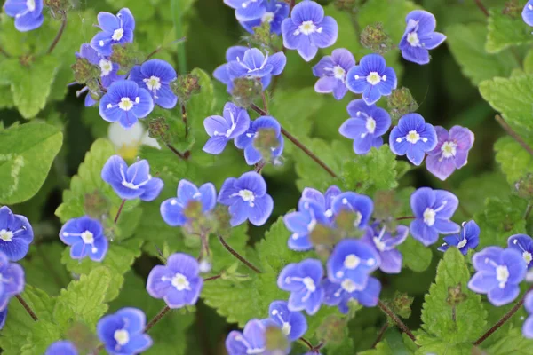 Detailní Záběr Kvetoucích Germander Speedwell Květiny — Stock fotografie