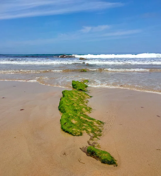 Vertical Shot Seaweed Sandy Beach — Stock Photo, Image