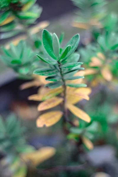 Primer Plano Planta Verde — Foto de Stock