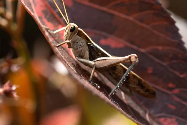 Brown Grasshopper Sits Dark Red Leaf — Stock Photo, Image