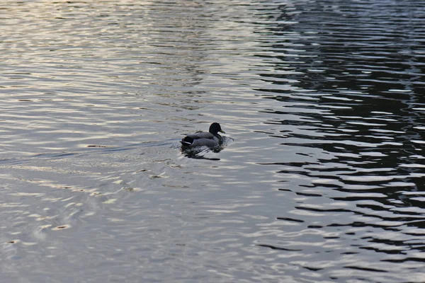 Одинокая Утка Кряква Плавающая Озере — стоковое фото