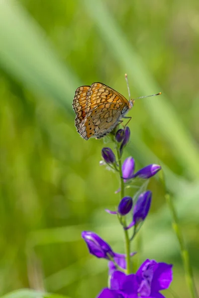 Una Hermosa Mariposa Sobre Una Flor Púrpura Sobre Fondo Verde — Foto de Stock