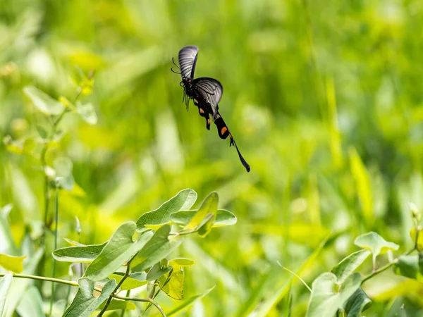 Belo Tiro Moinho Vento Chinês Byasa Alcinous Borboleta Voando Fundo — Fotografia de Stock