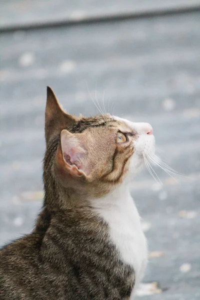 ภาพแนวต งของแมวน — ภาพถ่ายสต็อก