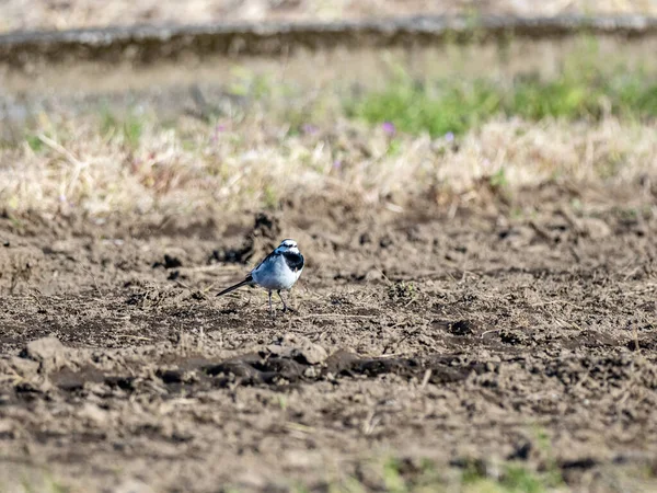 Black Backed Wagtail Motacilla Alba Lugens Standing Soil — Stock Photo, Image