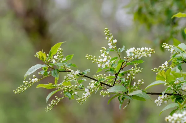 Uma Bela Árvore Bird Cereja Com Pequenas Flores Brancas Isoladas — Fotografia de Stock