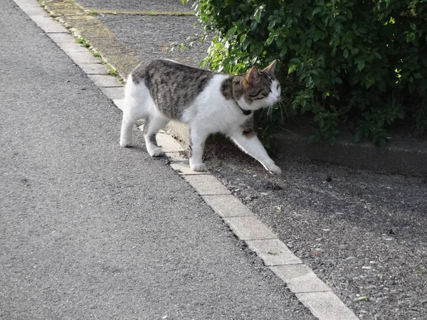 Eine Schwarz Weiße Katze Die Park Spazieren Geht — Stockfoto