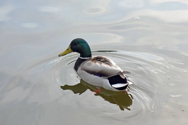 Closeup Cute Male Mallard Duck Floating Pond — Stock Photo, Image