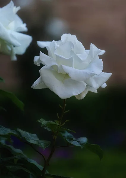 Vertical Shot Blooming White Roses Greenery — Stock Photo, Image