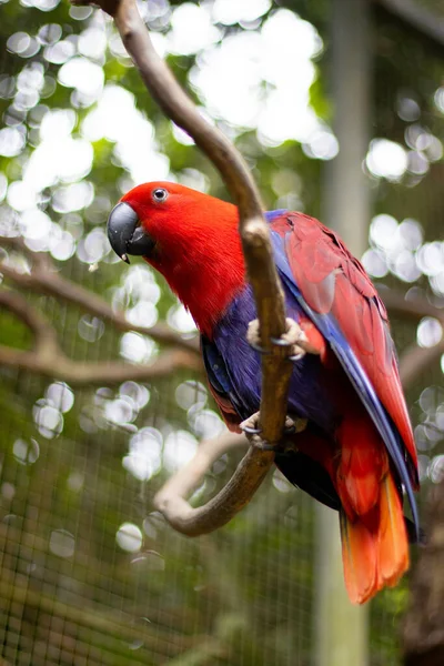 Beau Cliché Perroquet Femelle Eclectus Roratus Perché Sur Branche — Photo