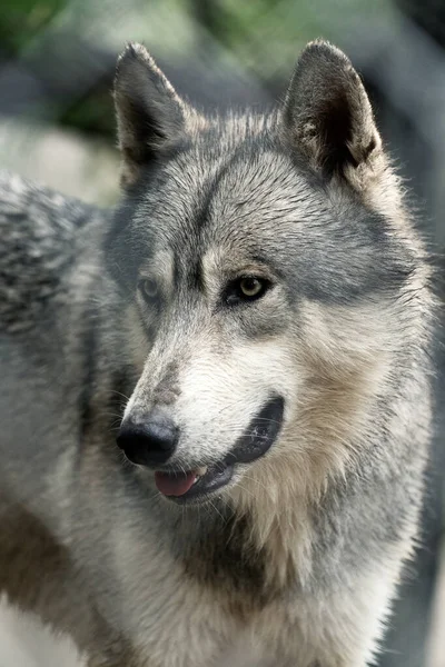 森林里一只美丽的狼的垂直特写 — 图库照片