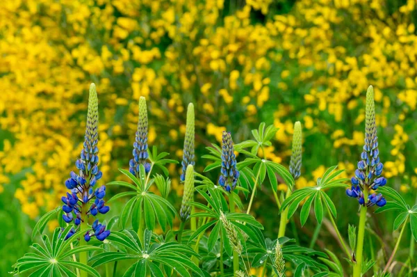 Gros Plan Fleurs Lupin Poussant Dans Champ — Photo