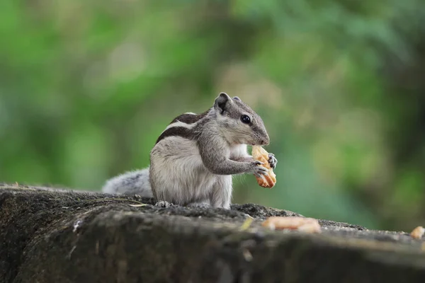 Closeup Shot Adorable Gray Chipmunk Eating Cookie Standing Stone Surface — Stock Photo, Image