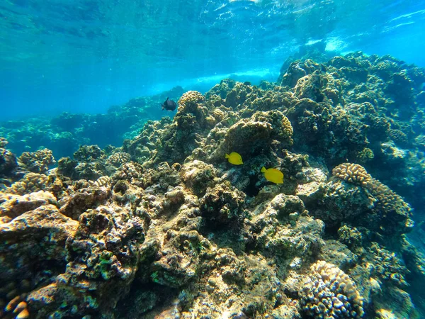 Gros Plan Rochers Coraux Sous Marins — Photo