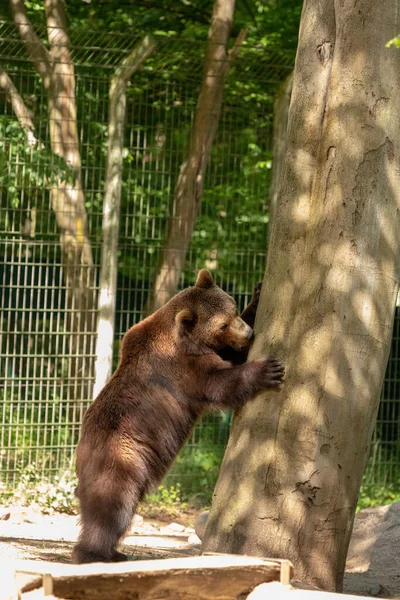 Disparo Vertical Oso Pardo Parado Cerca Viejo Árbol Zoológico — Foto de Stock