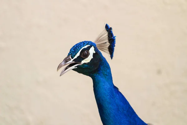 Closeup Shot Indian Peafowl — Stock Photo, Image