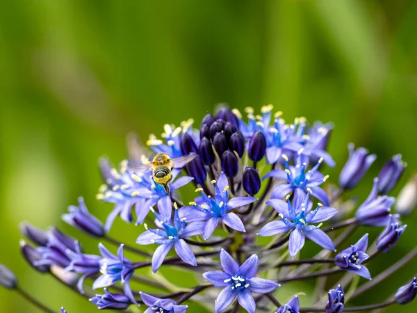 ポルトガルのスキル シラPeruviana の花に蜂の美しいショットがぼやけた背景にあります — ストック写真