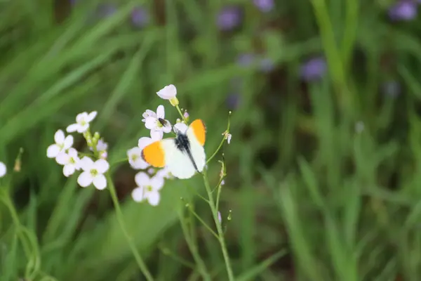 Gros Plan Petites Fleurs Sauvages Sur Une Prairie — Photo