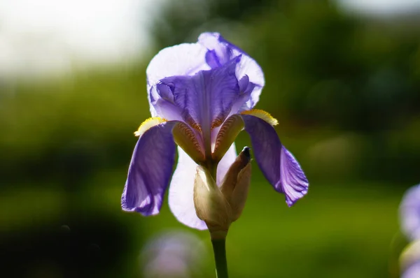 Modrá Duhovka Proti Slunci Francouzský Národní Květ Erbu — Stock fotografie