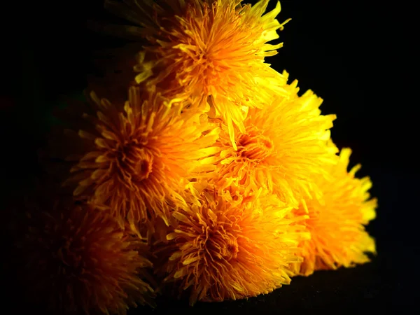 Closeup Shot Dandelion Yellow Petals Isolated Black Background — Stock Photo, Image