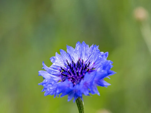 Beau Cliché Bleuet Centaurea Cyanus Sur Fond Flou — Photo