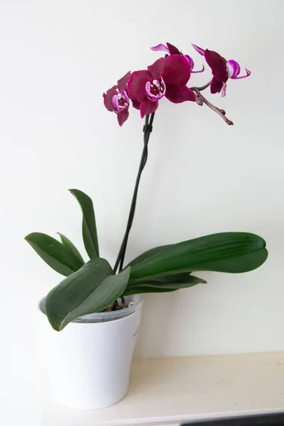 Orchidea Kwitnąca Doniczce — Zdjęcie stockowe