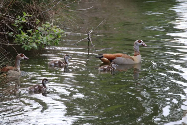 Nahaufnahme Einer Ägyptischen Gans Und Ihrer Babys Einem See — Stockfoto