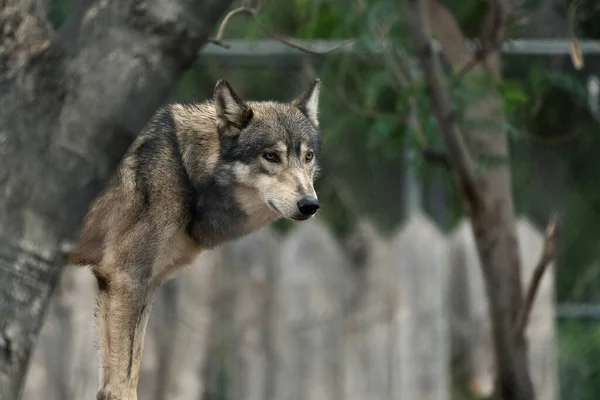 Een Close Shot Van Een Prachtige Wolf Een Bos — Stockfoto