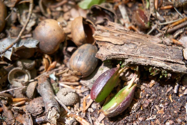 Een Schot Van Een Eikel Grond — Stockfoto