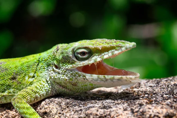 Foco Selectivo Lagarto Anole Garganta Roja Con Boca Abierta Sobre —  Fotos de Stock